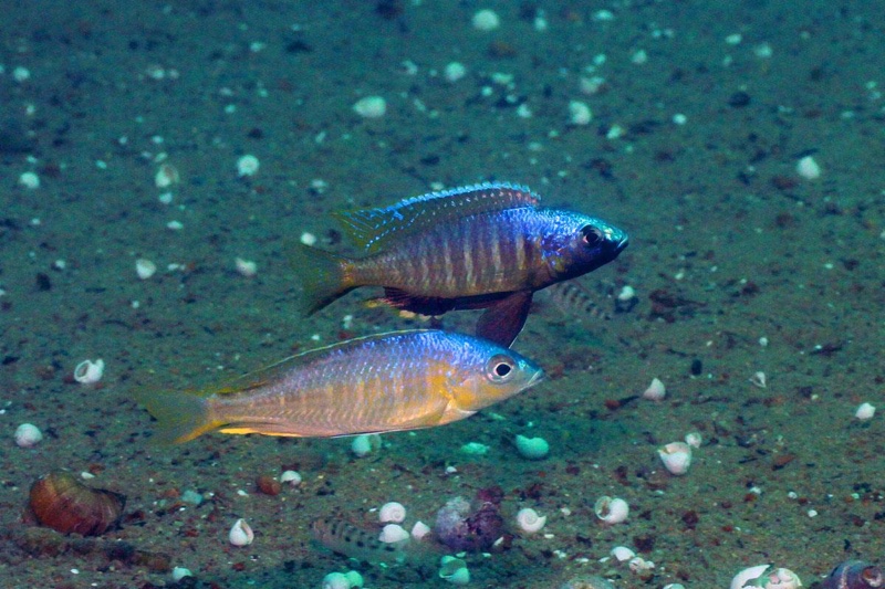 Mchenga thinos 'Chemwezi Rocks'